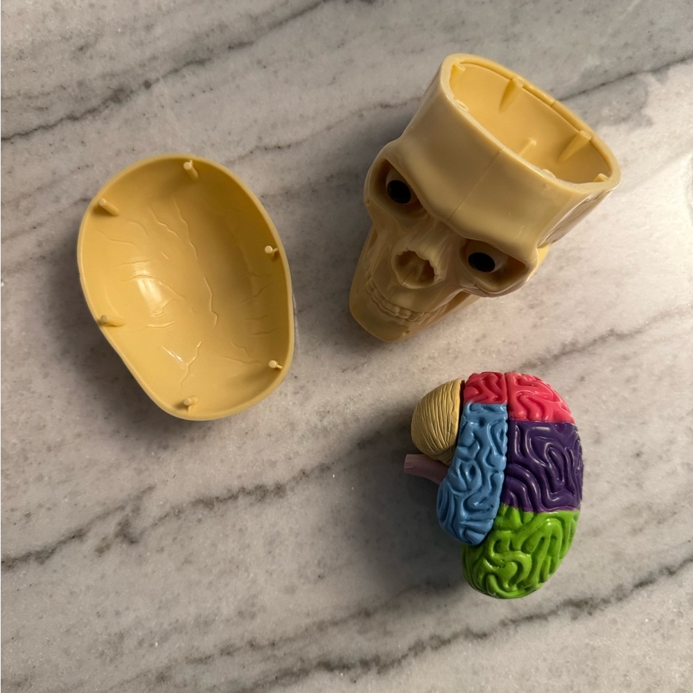 Human Anatomy Models - Picture 9 of 10